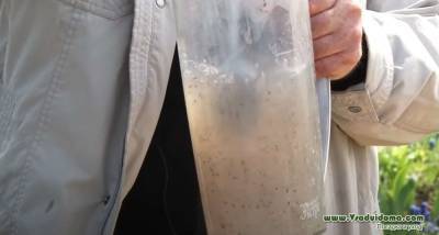 Метод посева семян МОРКОВИ в крахмальном киселе - vsaduidoma