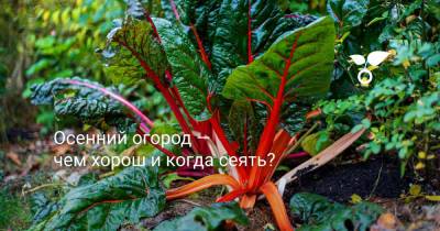 Осенний огород — чем хорош и когда сеять? - botanichka.ru - Россия - Московская обл.