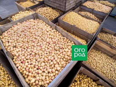 Как хранить картошку: 10 самых важных правил - ogorod.ru