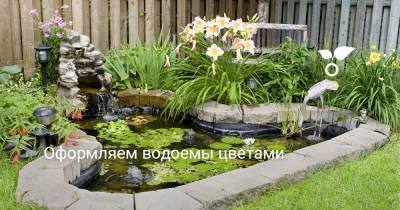 Оформляем водоемы цветами - botanichka.ru