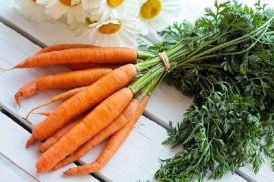 Как понять, что морковь можно убирать с грядки - belnovosti.by