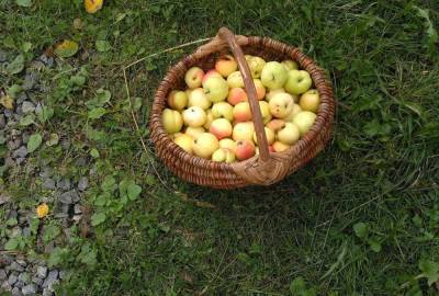 Яблочки сушёные и мочёные - oblgazeta.ru