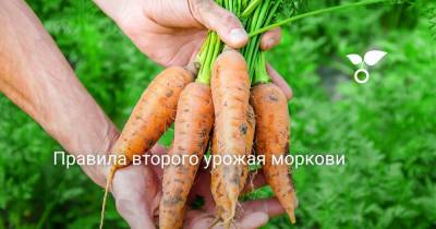 Правила второго урожая моркови - botanichka.ru