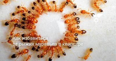 Как избавиться от рыжих муравьев в квартире - botanichka.ru