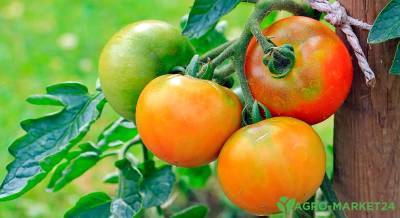 Желтеют и сохнут листья у помидор - agro-market24.ru
