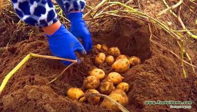1 тонна картофеля с 1 сотки – место, сроки, подготовка участка и посадка картошки по белорусски - vsaduidoma
