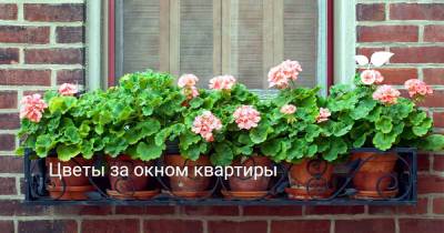 Цветы за окном квартиры - botanichka.ru