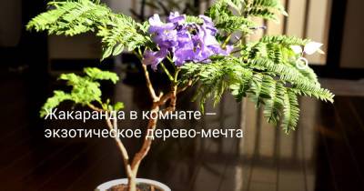 Жакаранда в комнате — экзотическое дерево-мечта - botanichka.ru