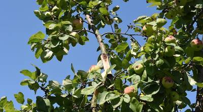 Что делать, если под тяжестью урожая сломалась ветка яблони, сливы или груши - supersadovnik.ru