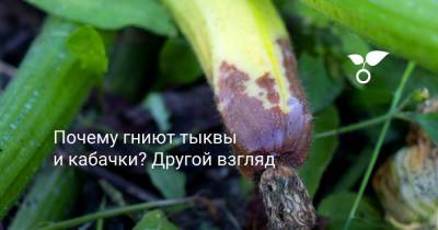 Почему гниют тыквы и кабачки? Другой взгляд - botanichka.ru