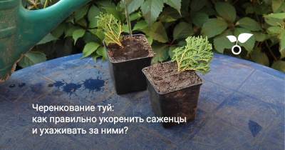 Черенкование туй: как правильно укоренить саженцы и ухаживать за ними? - botanichka.ru