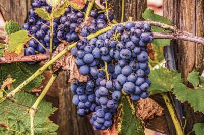 Что делать, если на винограде появился белый налет - belnovosti.by - г. Виноград