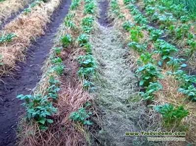 Выращивание картофеля на Северо-Западе в спаренных рядках – мои советы и отзывы - vsaduidoma.com