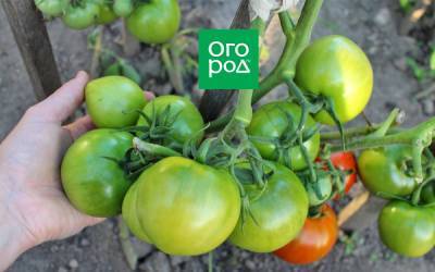 Передают дожди: нужно ли снимать зеленые помидоры с кустов? - ogorod.ru