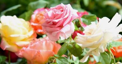 А запах! ТОП-9 самых ароматных цветов для вашего сада - rus.delfi.lv - г. Виноград