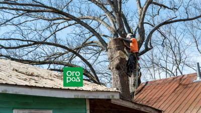 Дерево падает на дом: что делать и куда звонить - ogorod.ru