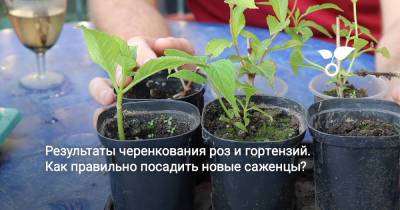 Результаты черенкования роз и гортензий. Как правильно посадить новые саженцы? - botanichka.ru