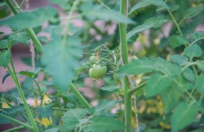 Почему чернеют листья на помидорах в теплице: как спасти томаты - belnovosti.by