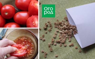 Ферментируем и обеззараживаем семена томатов в сенной палочке: пошаговая инструкция - ogorod.ru