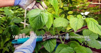 Уход за малиной после плодоношения - botanichka.ru