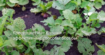 Крестоцветные блошки — эффективные способы борьбы - botanichka.ru
