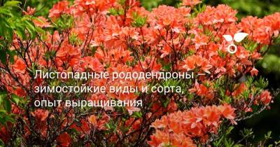 Листопадные рододендроны — зимостойкие виды и сорта, опыт выращивания - botanichka.ru