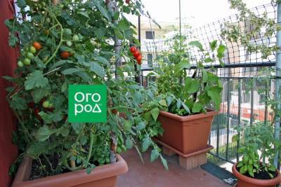 Чем подкармливать огород на балконе, если органики нет, а "химии" не хочется - ogorod.ru