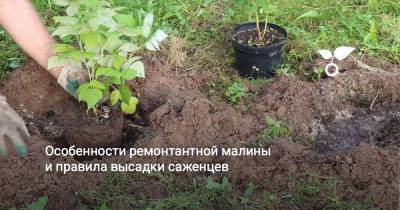 Особенности ремонтантной малины и правила высадки саженцев - botanichka.ru