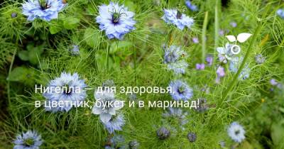 Нигелла — для здоровья, в цветник, букет и в маринад! - botanichka.ru - Украина