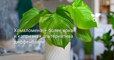 Хомаломена — более яркая и капризная альтернатива диффенбахии - botanichka.ru