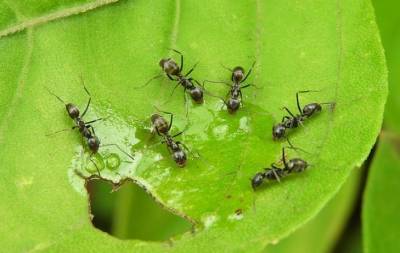 Как избавиться от муравьев на грядке в теплице: вот что нужно делать - belnovosti.by