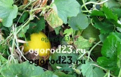 Дыни, выращивание и уход в открытом грунте на даче, практический опыт - ogorod23.ru