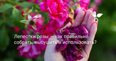 Лепестки розы — как правильно собрать, высушить и использовать? - botanichka.ru
