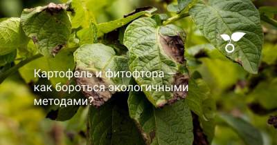 Картофель и фитофтора — как бороться экологичными методами? - botanichka.ru