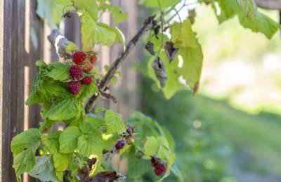 Как ухаживать за малиной осенью, чтобы в следующем году собрать богатый урожай ягод - belnovosti.by