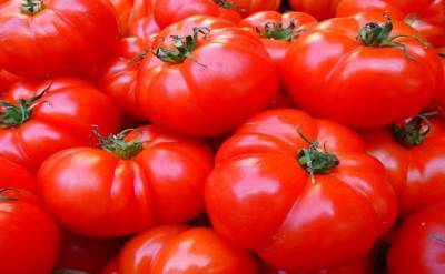 Зачем стебли томатов протыкают медной проволокой: ответят только опытные огородники - belnovosti.by