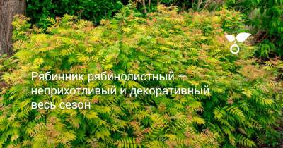 Рябинник рябинолистный — неприхотливый и декоративный весь сезон - botanichka.ru