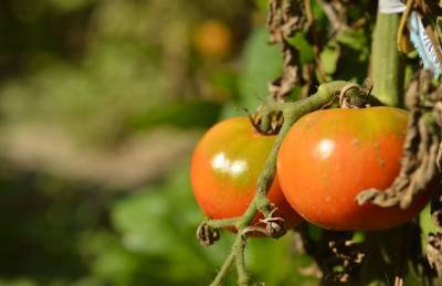 Как ускорить созревание томатов: опытные огородники назвали способы - belnovosti.by