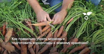 Как правильно убрать морковь и подготовить корнеплоды к зимнему хранению? - botanichka.ru