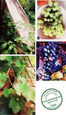 Выращивание винограда в Подмосковье – мои советы по посадке и уходу - vsaduidoma.com - Московская обл.