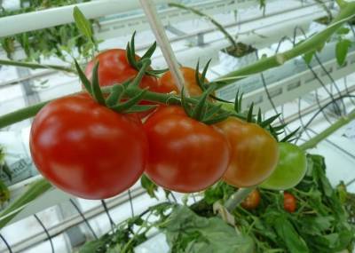 Почему помидоры в теплице имеют внутри белые жесткие прожилки и твердую сердцевину - belnovosti.by
