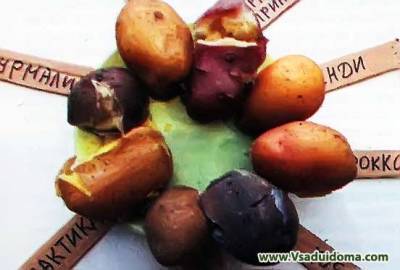 Обзор и отзывы агронома о сортах картофеля – от вкуса до урожайности - vsaduidoma.com