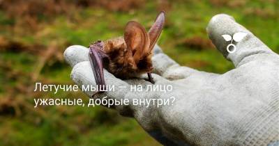 Летучие мыши — на лицо ужасные, добрые внутри? - botanichka.ru - Россия