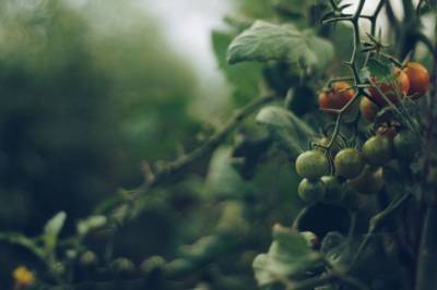 Как правильно поливать помидоры в теплице: ошибки, которые лишают урожая - belnovosti.by