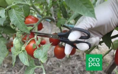 7 обязательных процедур, которые нужно сделать с томатами в августе - ogorod.ru