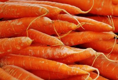 Почему морковь вырастает корявой и рогатой: ошибки, которые приводят к плохому урожаю - belnovosti.by