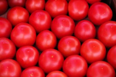 Почему помидоры внутри пустые: что не так делают огородники в теплице - belnovosti.by