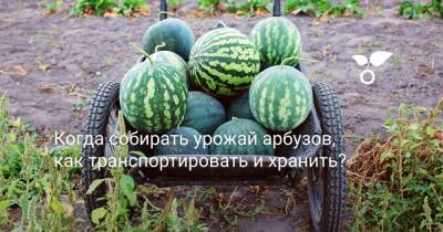 Когда собирать урожай арбузов, как транспортировать и хранить? - botanichka.ru