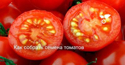 Как собрать семена томатов - botanichka.ru