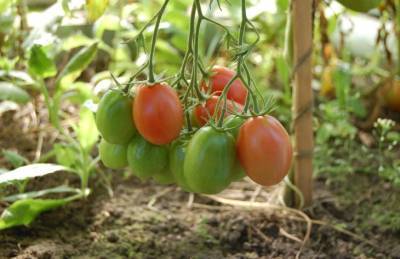 Зачем закапывают опытные огородники свекольную ботву под томатами - belnovosti.by